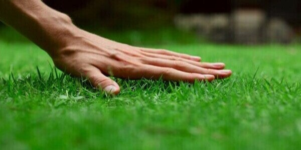 grass treatment