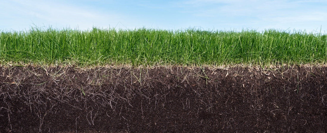 What Temperature for Grass Seed to Grow