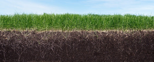 What Temperature for Grass Seed to Grow