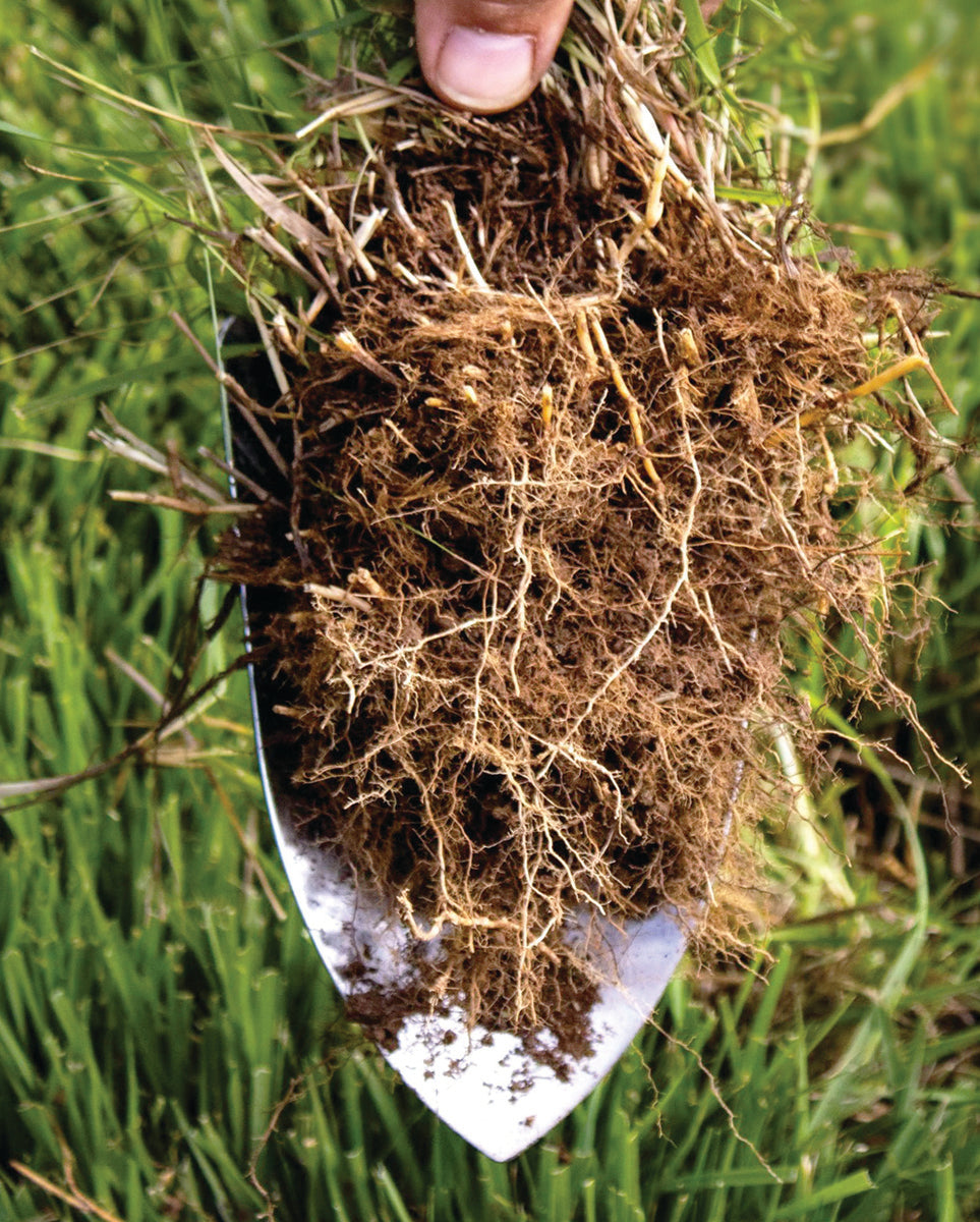 Grass Rootz: Organic Lawn Care & Seed Growth Tips
